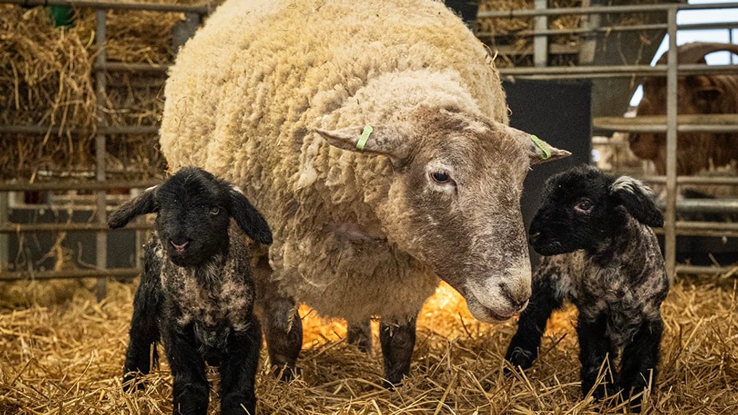 Вівця Фіона з ягнятами