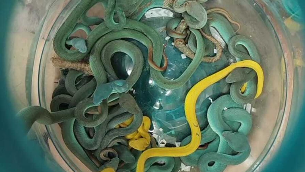 Змії, яких вилучили у пасажира в аеропорту Мумбаї