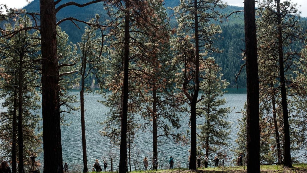 Ілюстративне фото. Ліс в Кер-д’Алені