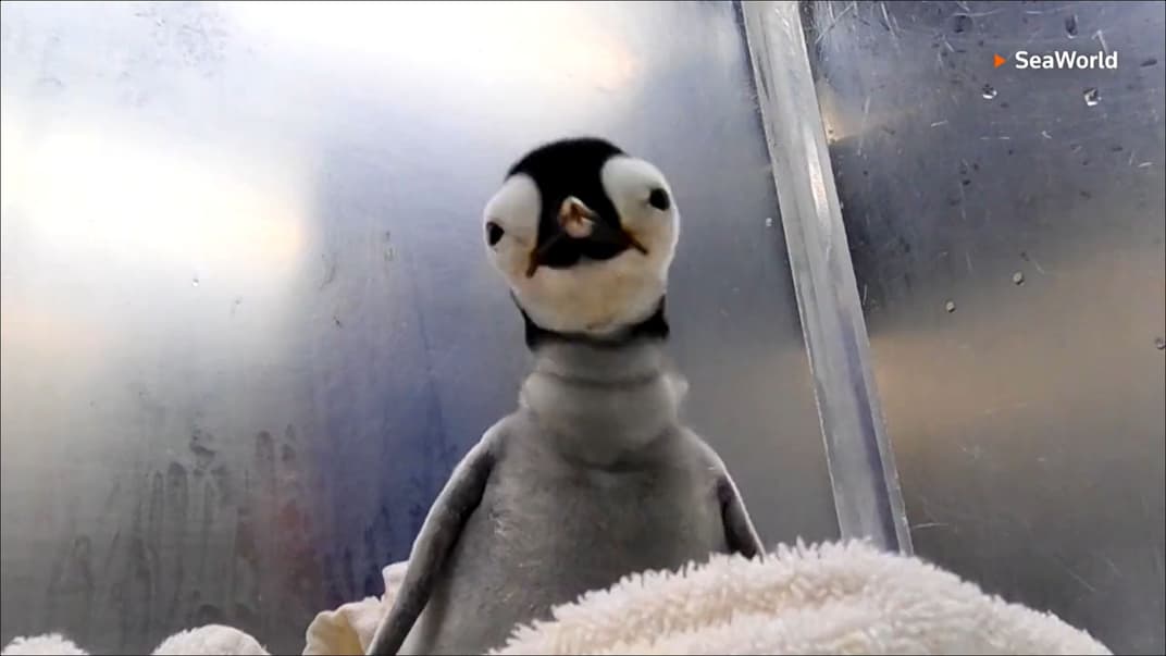Пташеня імператорського пінгвіна, яке народилось у тематичному парку SeaWorld