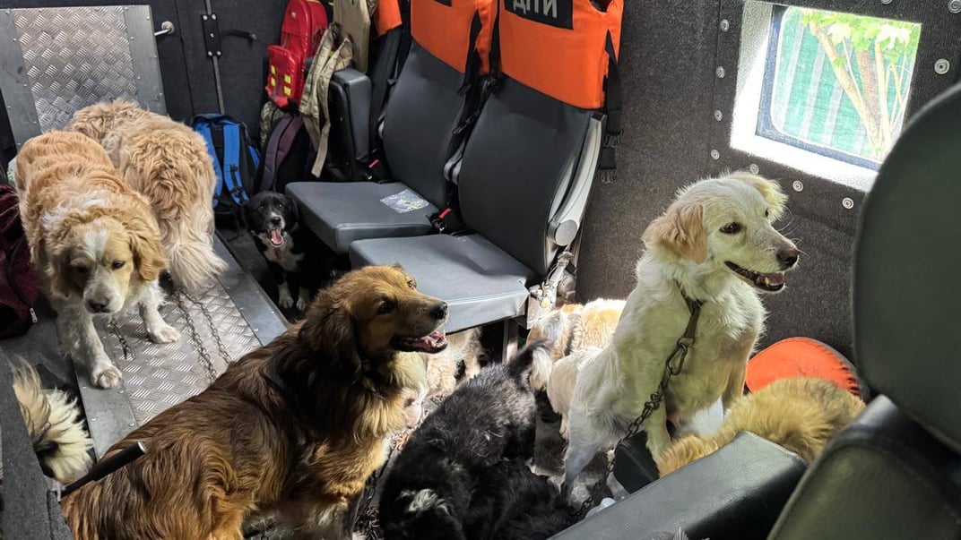 З Сумщини евакуювали жінку з 12 собаками
