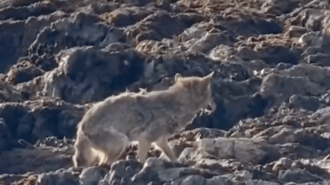 Койот Флойд на скелях Алькатрасу