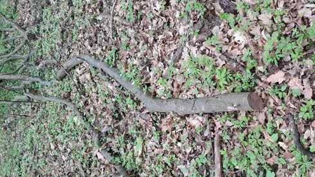 Стовбур граба, який виставили на аукціон