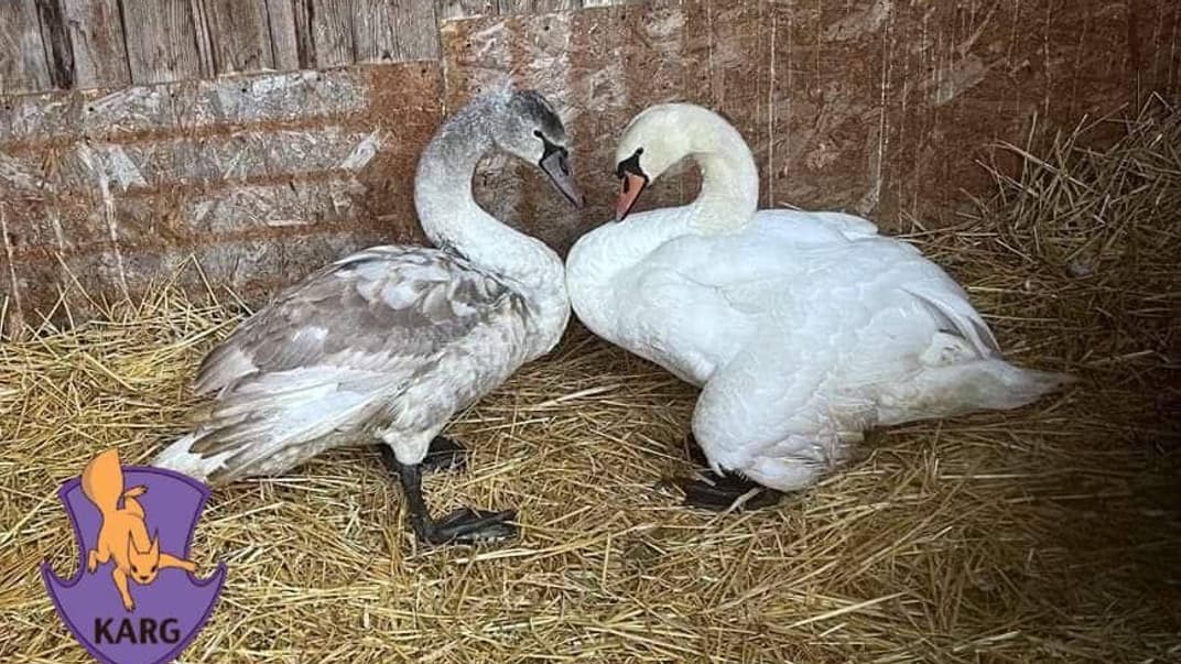 Лебеди, которых спасли зоозащитники