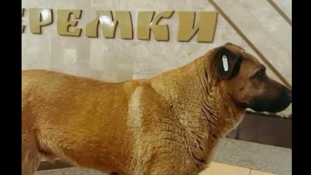 Пес Міша на станції метро «Теремки»