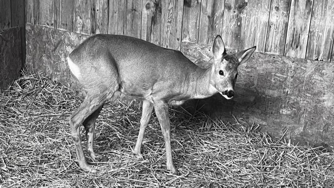 Загибла козуля
