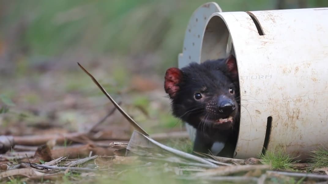 Тасманийский дьявол, которого выпускают в заказник дикой природы Беррингтон в Австралии, сентябрь 2020 года