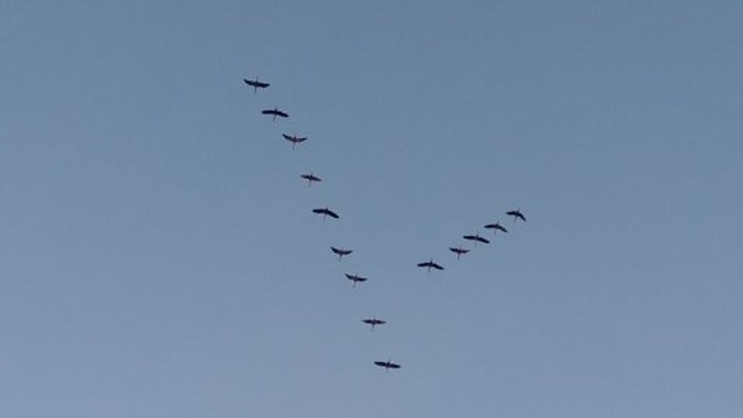 Зграя журавлів у небі