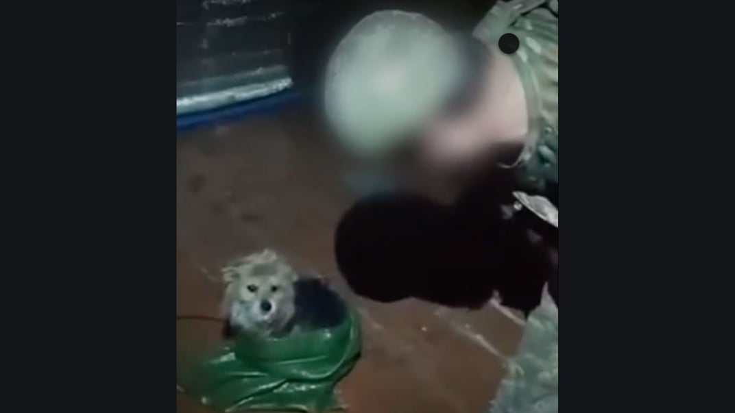 Собака, которую украинские бойцы эвакуировали дроном с позиции