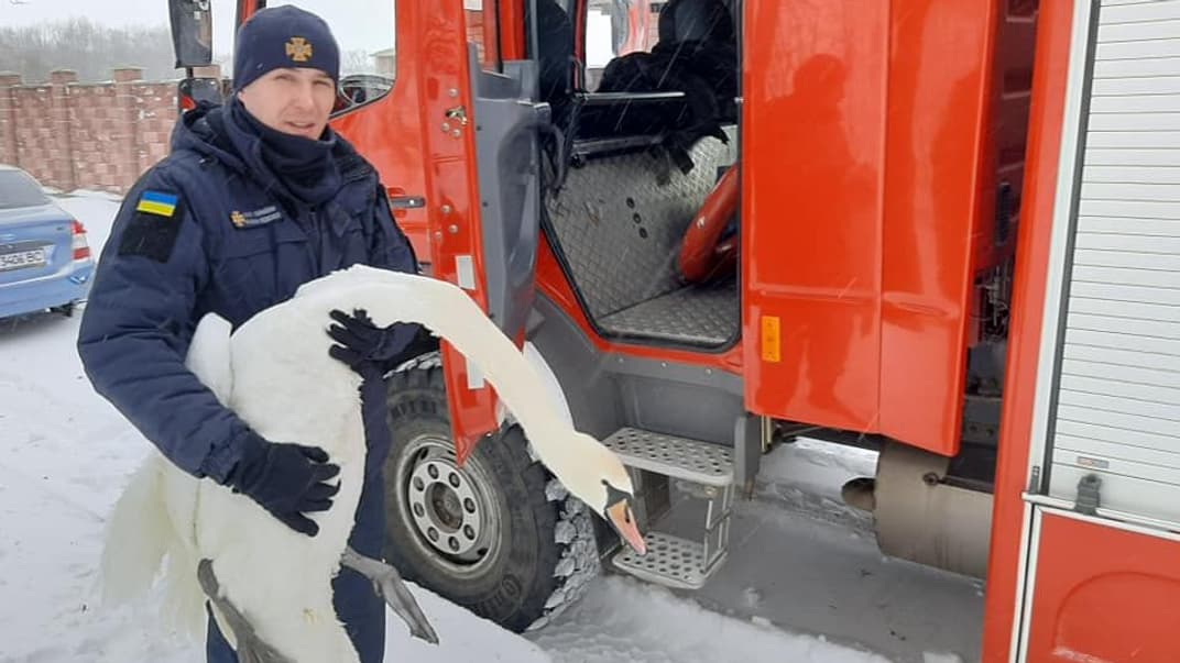 Во Львовской области спасатели освободили из ледяной ловушки 15 лебедей, которые примерзли ко льду