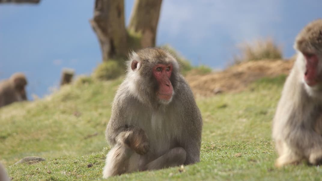 Мавпа-втікачка, яку знайшли