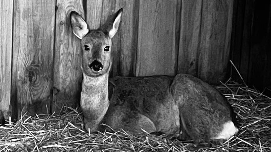 Померла козуля