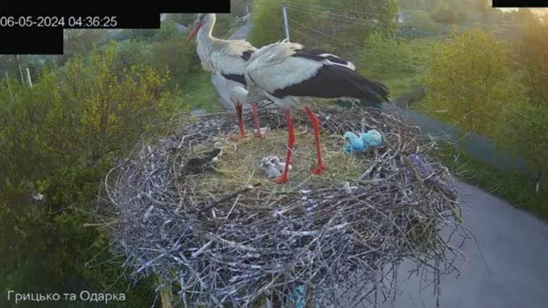 У аистов-«стримеров» Грицька и Одарки с Полтавской области появились птенцы — нацпарк