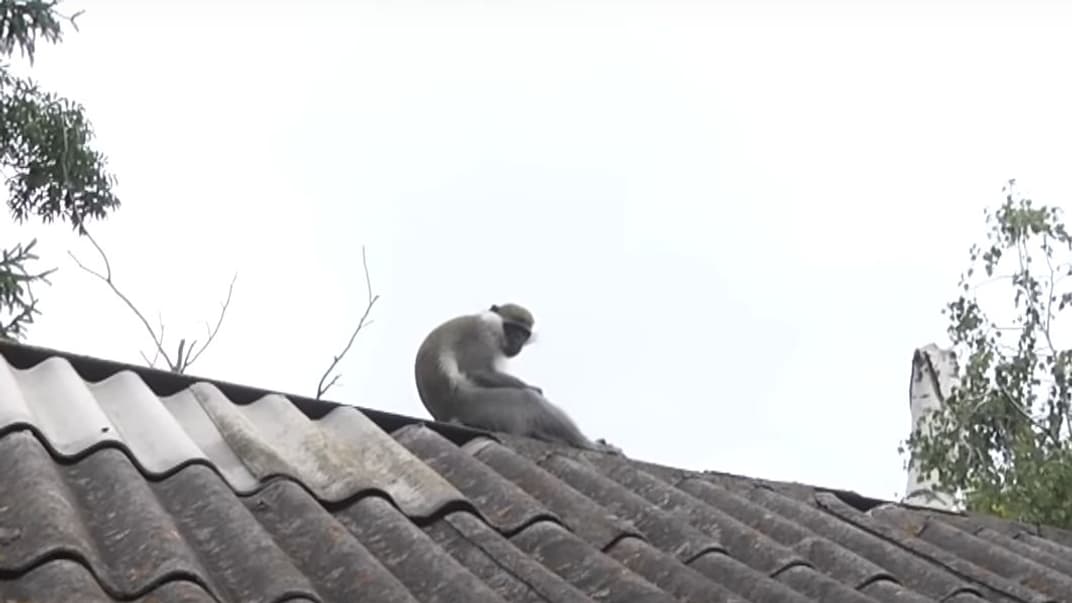 Мавпа-утікачка