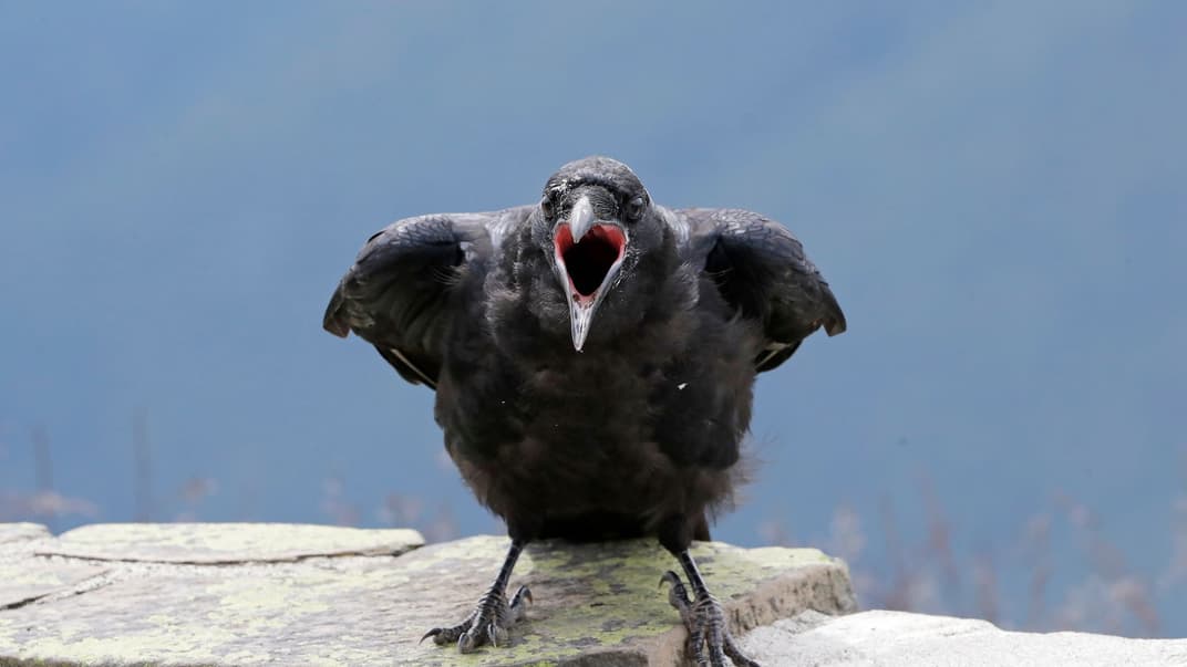 Крук у Національному парку Олімпік, США. Ілюстративне фото