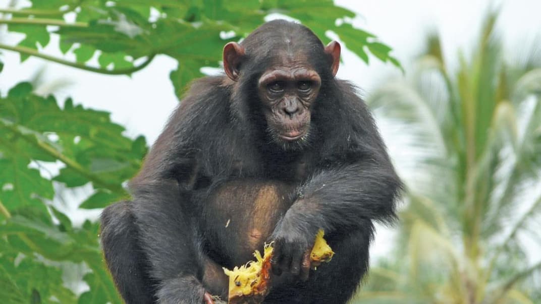 Нігерійсько-камерунські шимпанзе