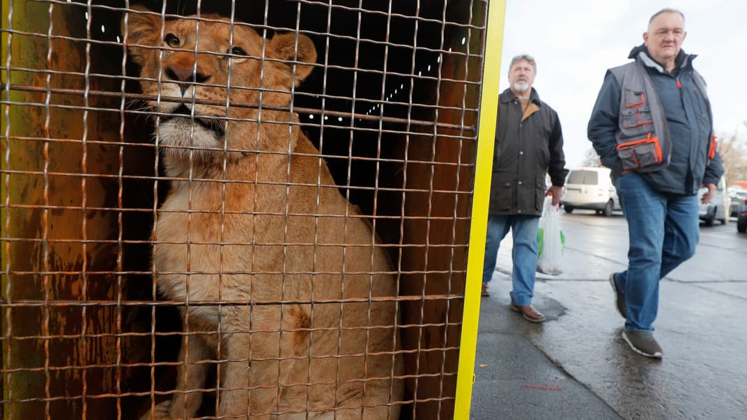 Украинский лев перед отправлением в Африку