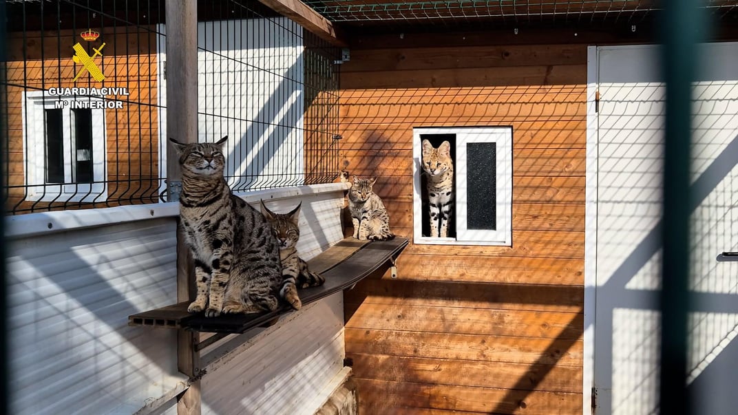 В Іспанії викрили міжнародну мережу торгівлі екзотичними тваринами