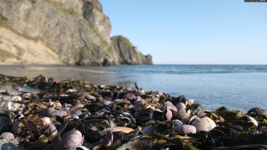 Берег Камчатки, усеянный выброшенными на сушу животными