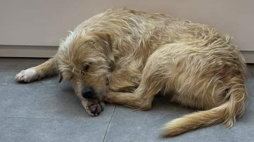 Імовірно, пес, якого вбили у Боярці