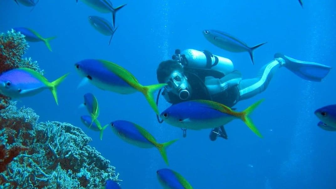 Иллюстративная фотография. Кораллы Большого Барьерного рифа, Австралия