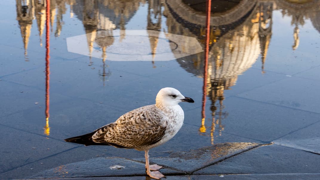 Чайка стоїть у тонкому шарі морської води, що спливає на площу Сан-Марко у Венеції, 7 грудня 2022 року