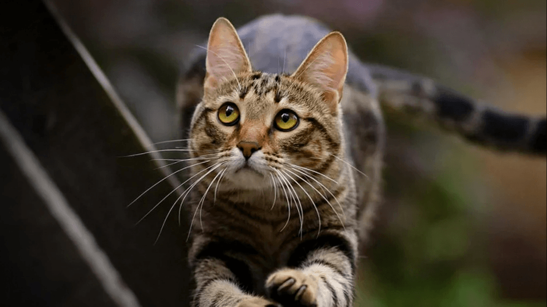 Ілюстративне фото