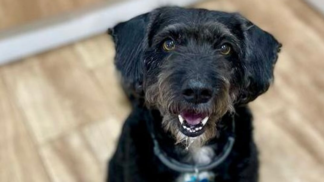 Зниклий пес Боро