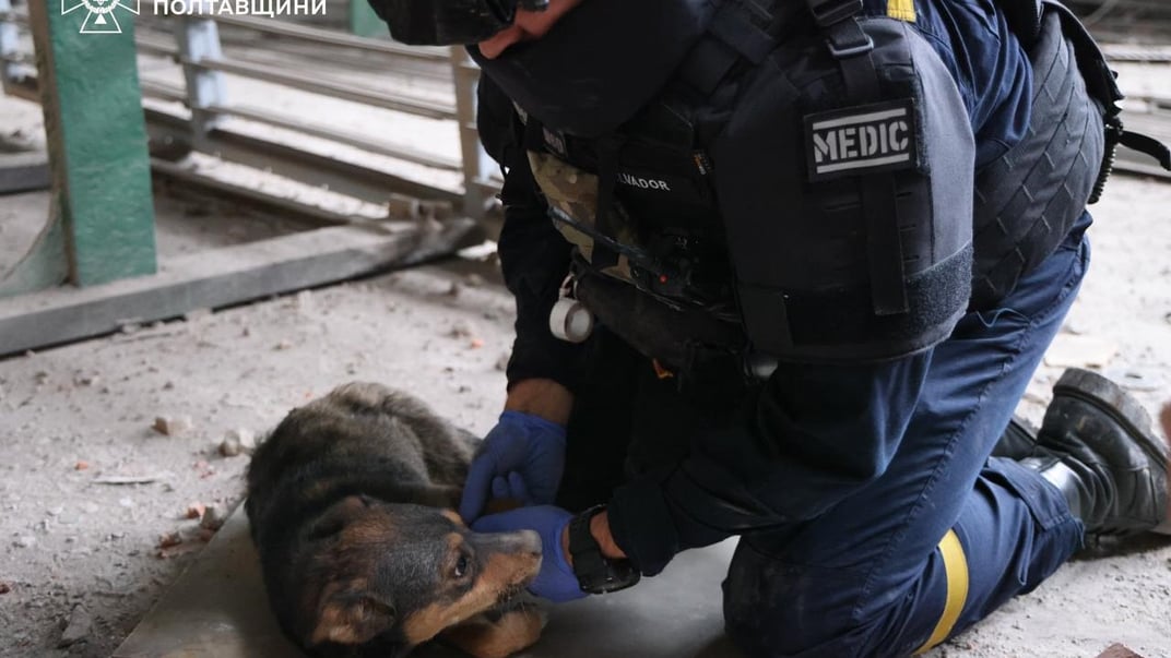 Спасатель ГСЧС оказывает помощь собаке, которую достали из-под завалов в Полтавской области