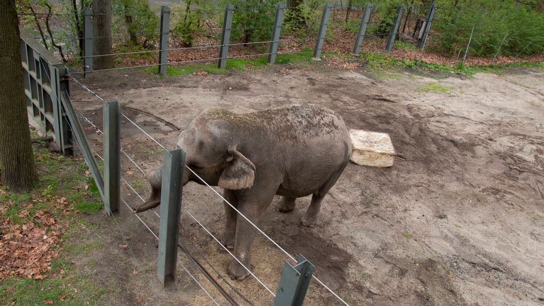 Слониха Хэппи в зоопарке Бронкс