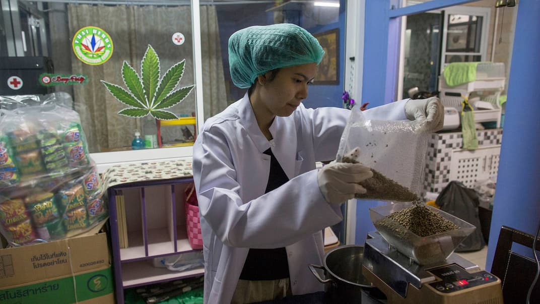 Рудімат Чонсавас зважує канабіс на вагах, з якого потім буде виготовлена лікувальна олія в лабораторії тайського ганья гуру Бантона Ніямабхи, Бангкок, Таїланд, 14 січня 2018 року