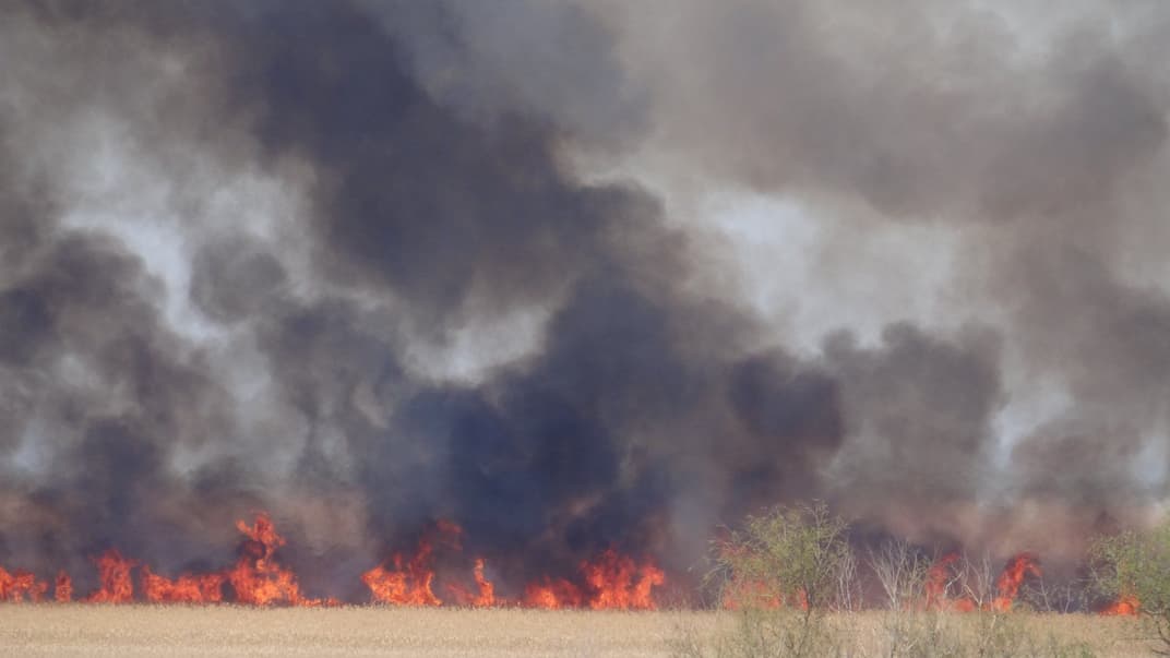 Пожар на территории Нижнеднестровского национального природного парка, 1 апреля 2020 года