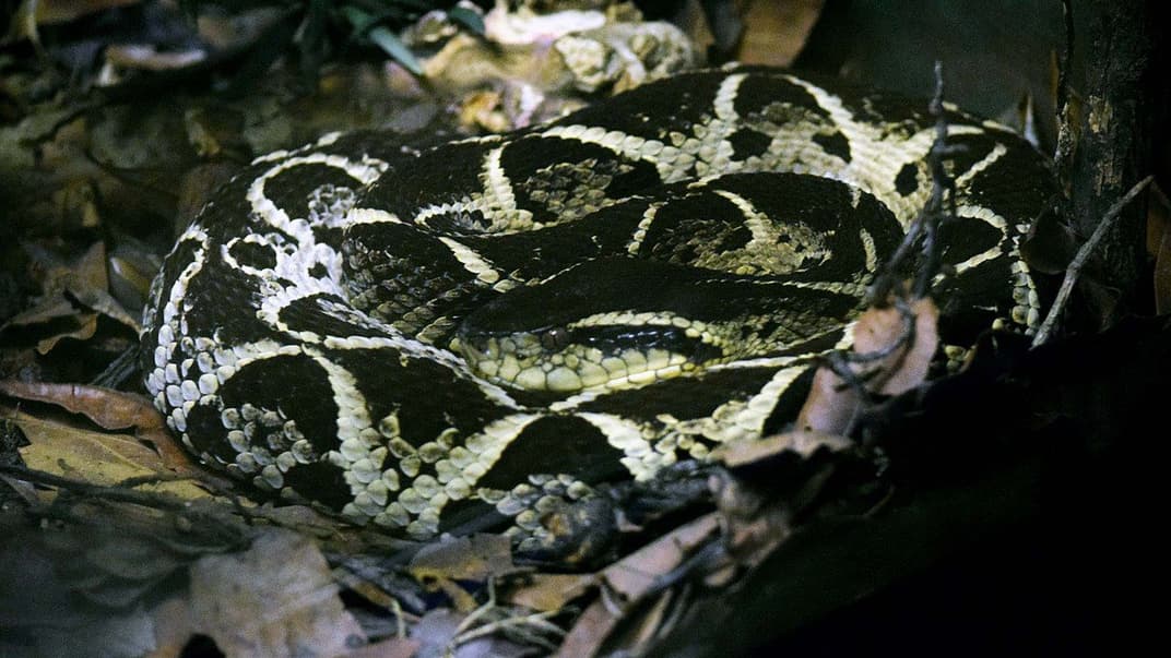 Змея жараракусу