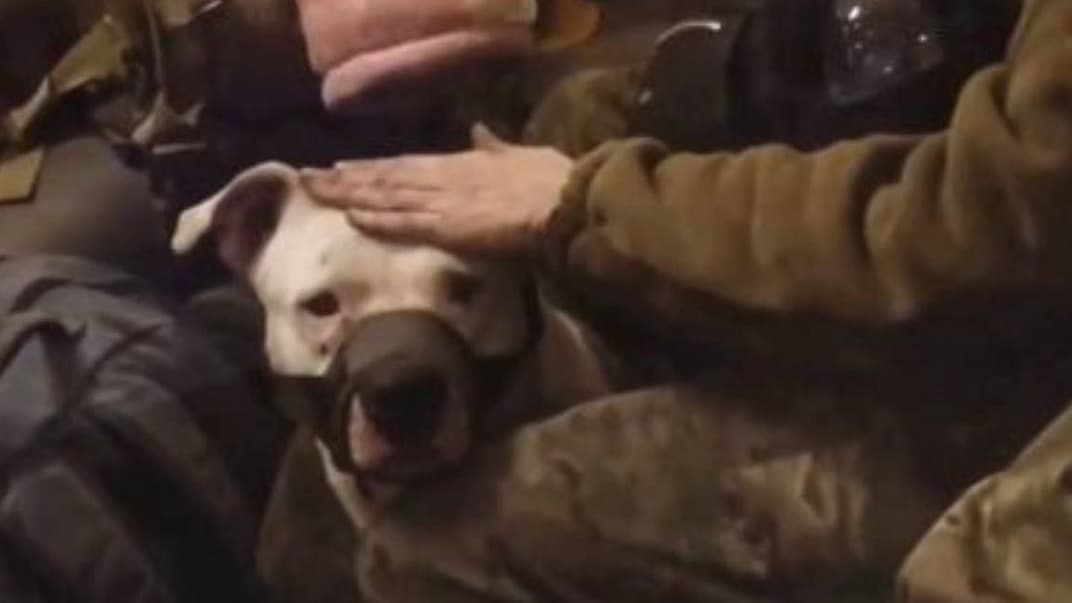 Пес, якого окупанти вкрали в української військової. Україна собаку повернула