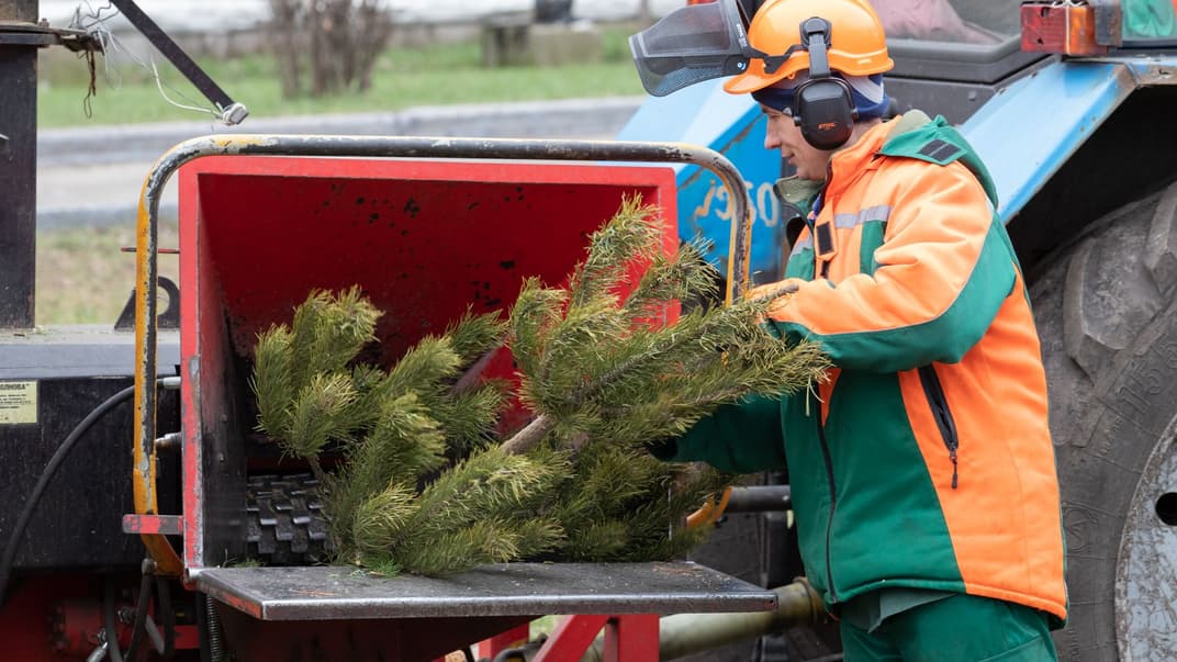 Коммунальщик утилизирует новогоднее дерево