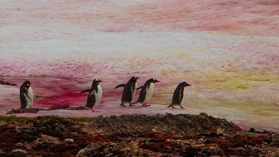 Вокруг украинской станции «Академик Вернадский» появился розовый снег