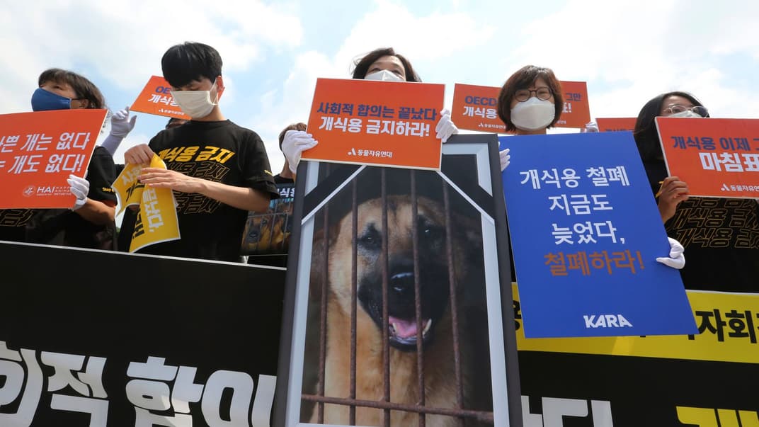 Учасники зоозахисної акції у Сеулі закликають припинити вживати собаче м'ясо у їжу, Південна Корея, 16 липня 2020 року