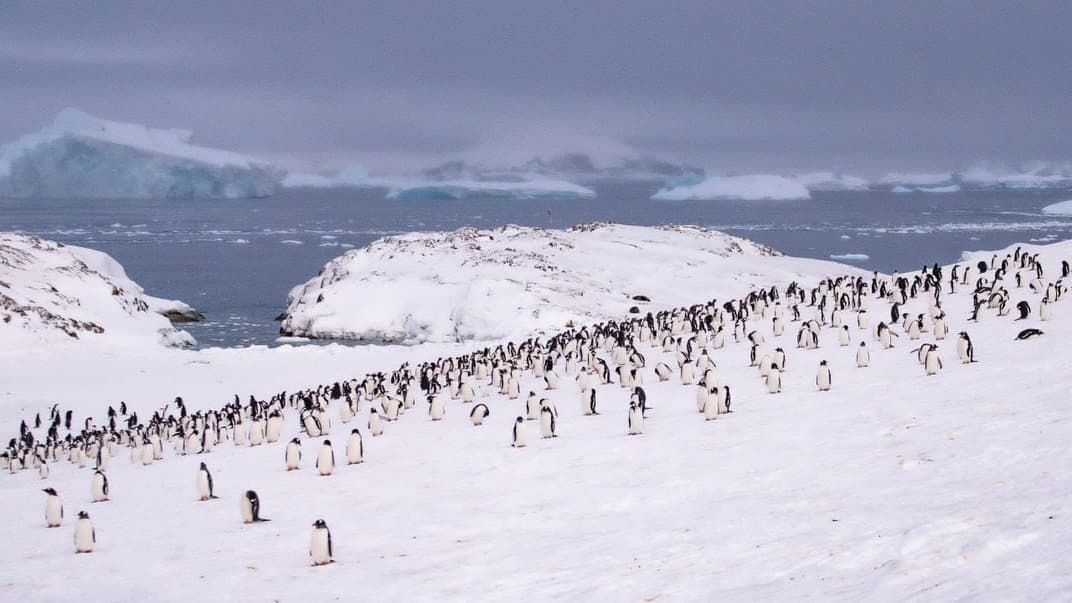 Пингвины возле украинской станции «Академик Вернадский» в Антарктиде, 8 апреля 2024 года