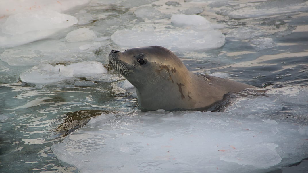 Ілюстративне фото