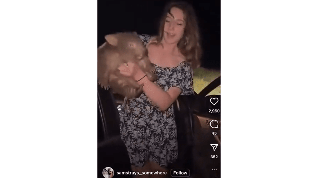 Блогерка Сем Джонс тримає дитинча вомбата