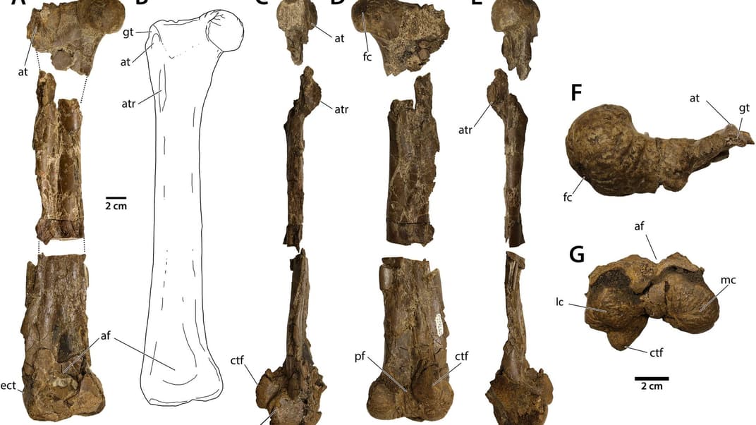 Кости нового птицевидного вида динозавров Eoneophron infernalis