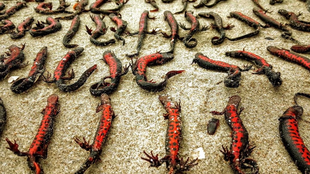 Загиблі внаслідок руйнування Каховської ГЕС тритони