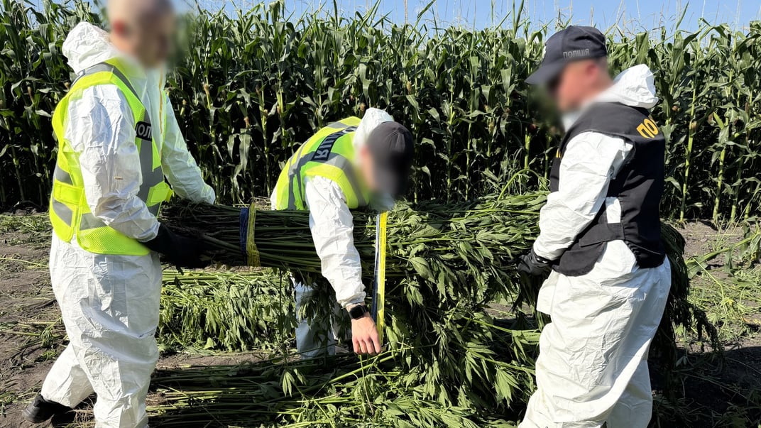 Поліція знищила врожай конопель та снодійного маку