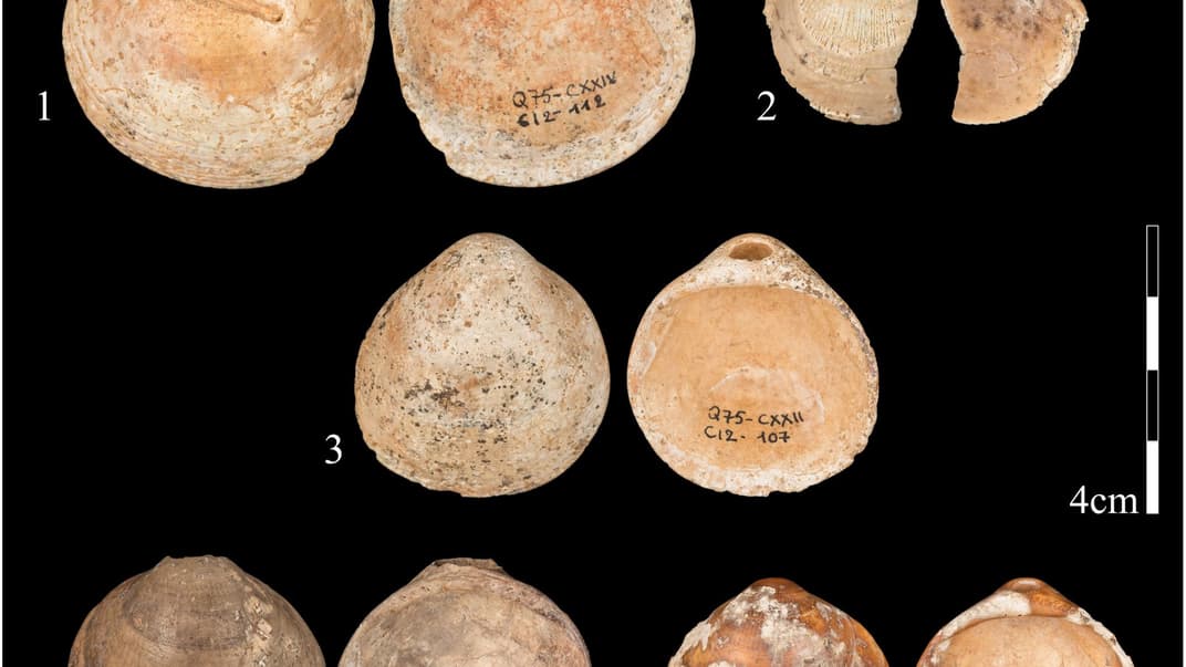 Знайдені в ізраїльській печері Кафзех мушлі віком 120 тисяч років. У них видно дірочки, які, як з'ясувалося, наші предки робили, аби підвішувати мушлі разом на мотузці