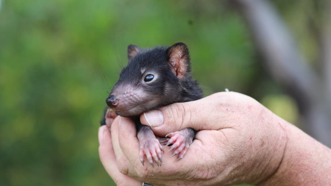Тасманійські дияволи повернуться на материкову Австралію вперше за 3000 років