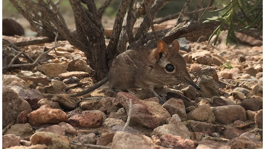 В Африці знайшли сомалійську слонову землерийку, яка начебто вимерла 50 років тому. Гляньте, яка вона мила!