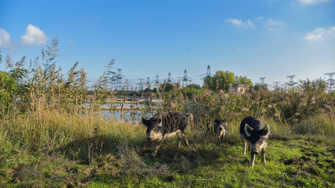 Ілюстративне фото