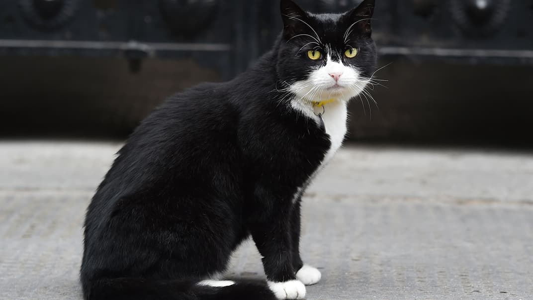 Головний мишолов Міністерства закордонних справ Великої Британії кіт Пальмерстон на Даунінг-Стріт, Лондон, 6 вересня 2016 року