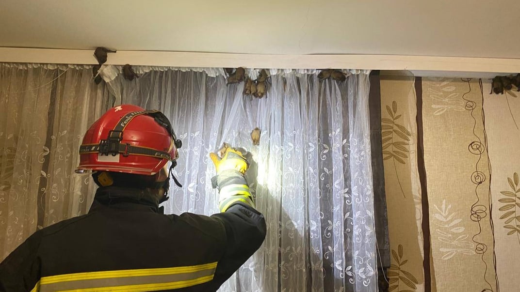 Працівник ДСНС збирає кажанів, які залетіли у луцьку квартиру, щоб випустити їх на вулицю