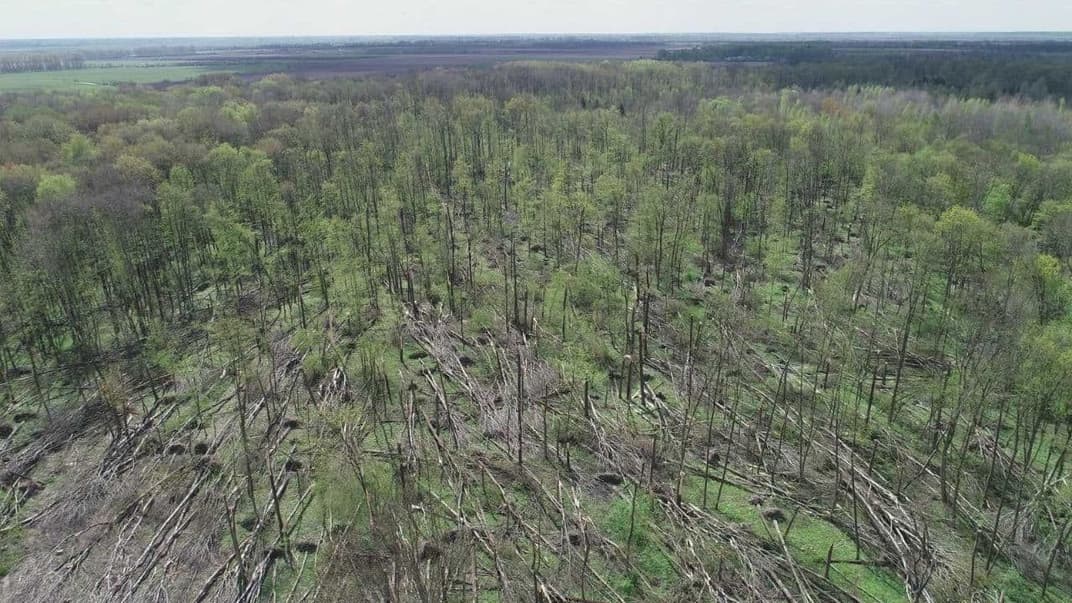Поврежденные деревья в Ярунском лесничестве